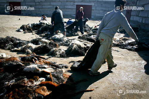 Арьс шир, ноосны урамшуулал олгож эхэллээ